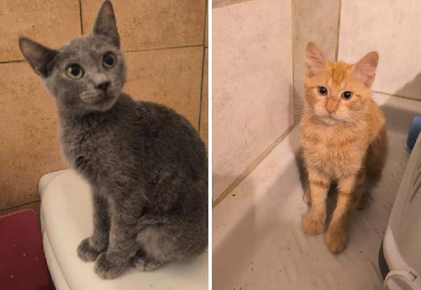 Diana E Peluche! Inseparabili Fratellini In Cerca Di Amore